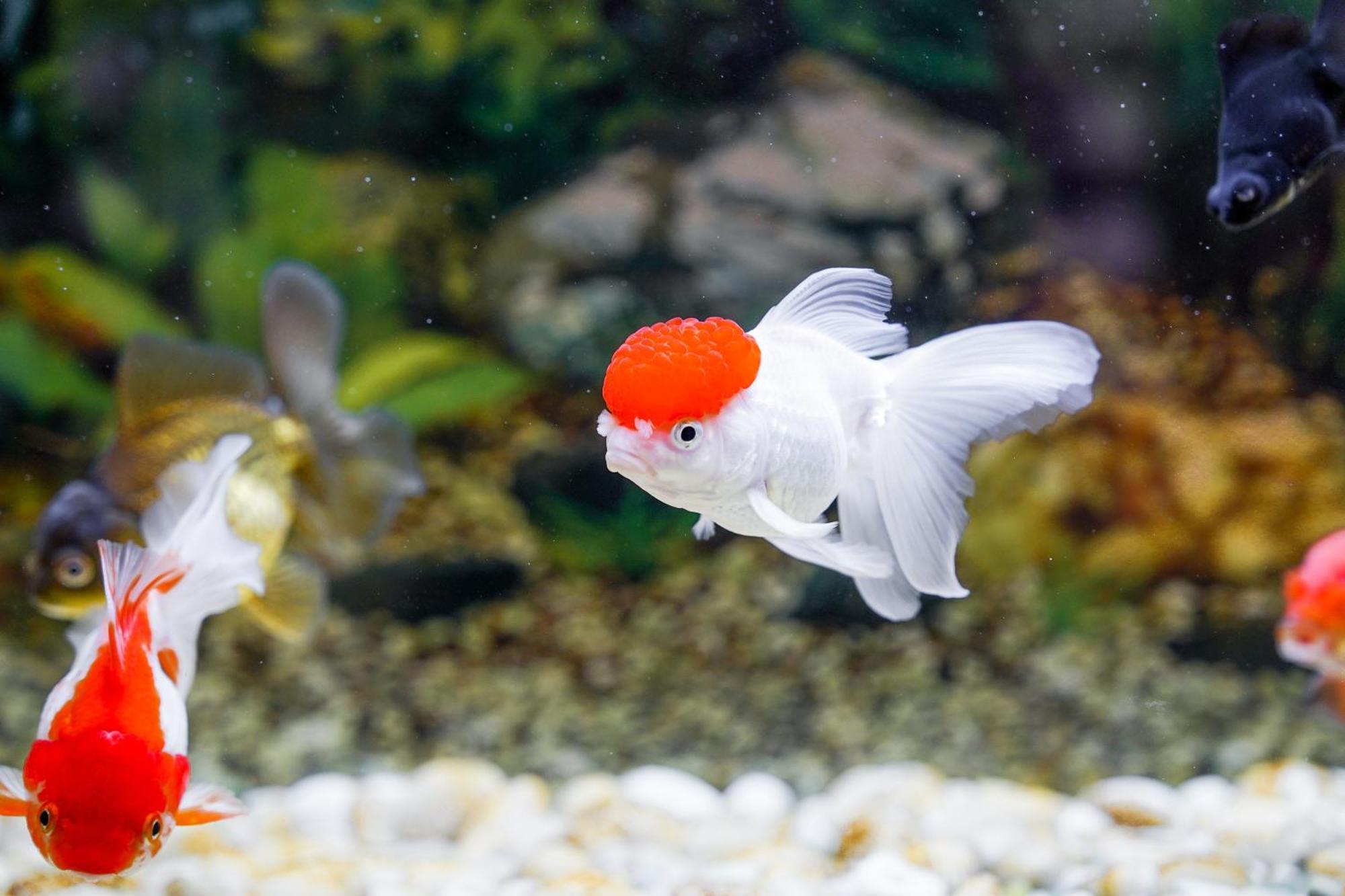 Pukha Nanfa Hotel Zewnętrze zdjęcie